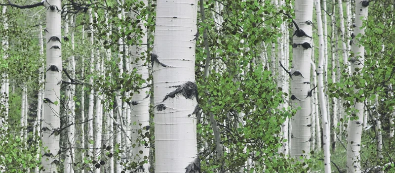 Nuud Web Birch Xylitol 1440x630 cropped