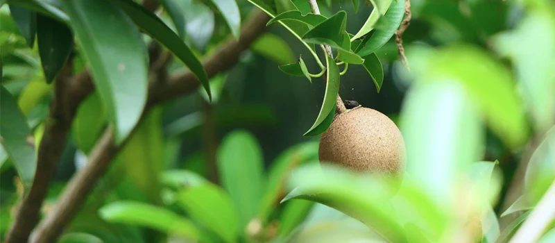 Nuud Web Sapodilla Chicle 1440x630 cropped